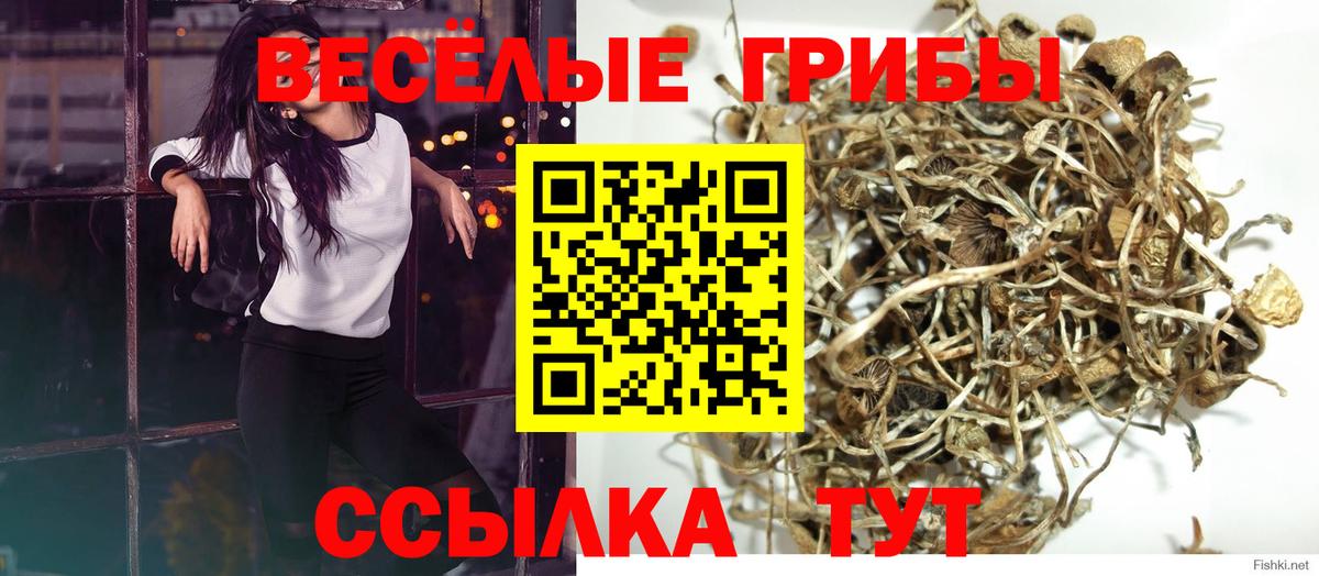 Галлюциногенные грибы Psilocybe Ликино-Дулёво